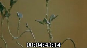 Движение растений