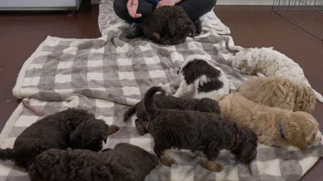 Learn how to feed raw bones to puppies смотреть онлайн