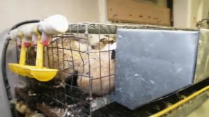 Автономный курятник.