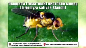 Овощной (томатный) листовой минер (Liriomyza sativae Blanch)