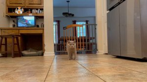 33 КОТЁНКА - СМЕШНЫЕ КОТИКИ И НЕМЕЦКАЯ ОВЧАРКА