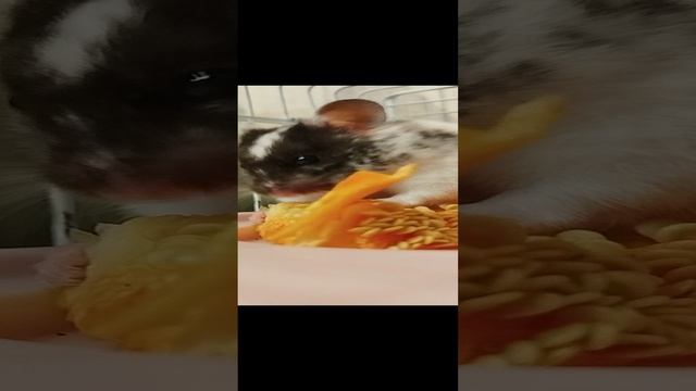 хомяк Мурзик