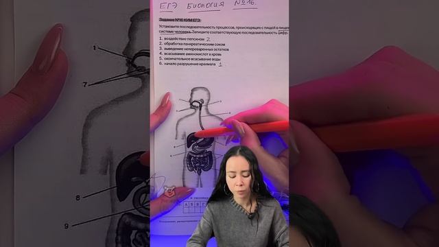 пищеварительная система #биологияегэ #биология #умскул #жаннаказанская