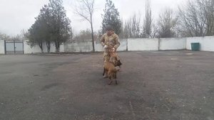 Команда рядом,щенок малинуа..