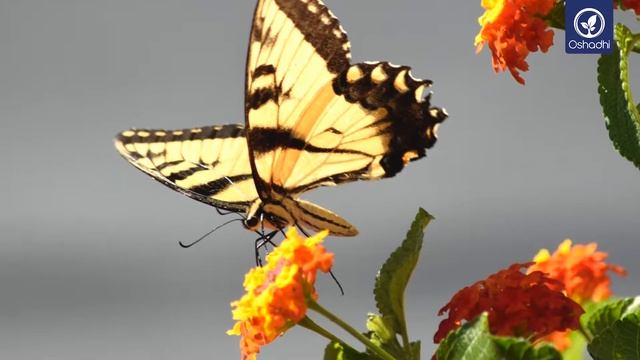 Lantana (Lantana camara) | Essential-Oil-Plant Portrait by Dr. Malte Hozzel смотреть онлайн
