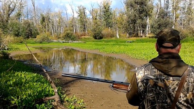 Охота. Заметки охотника #3. За уткой с русским спаниелем. Подача утки с воды. Hunting in russia