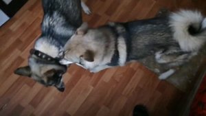 Варим кашу для ЗСЛ 🐕🐕