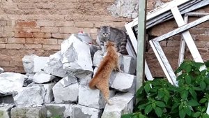 КОТ охранник