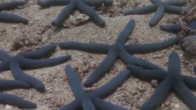 Это Самые Плодовитые Водные обитатели смотреть онлайн