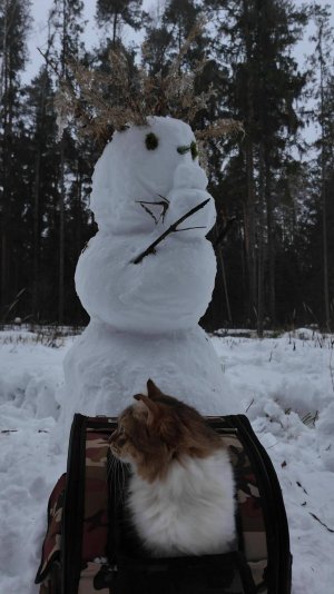 Сибирский кот и снеговик.