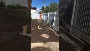 Видеообзор дома, Краснодар, ст. Елизаветинская, снт. Башмачок, ул. Клубничная