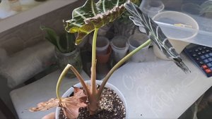 Алоказия Полли на фитиле. Промежуточные итоги.