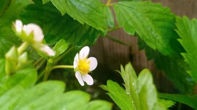 Вот и подошёл второй месяц лета к концу. смотреть онлайн