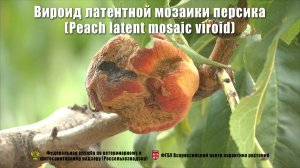 Вироид латентной мозаики персика (Peach latent mosaic viroid)