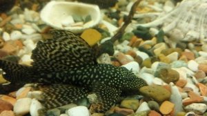 Анциструс. 🐠
