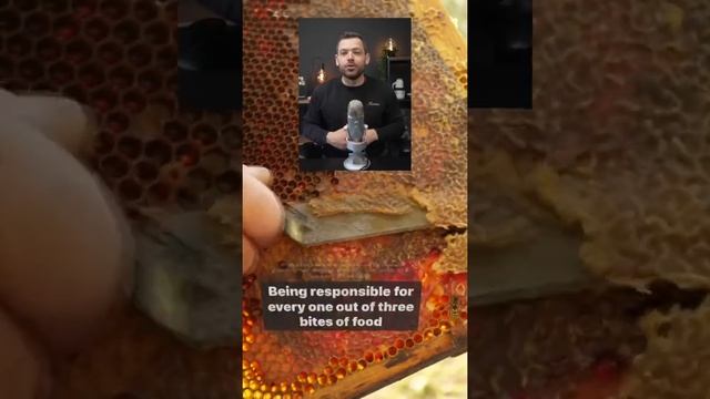 Here’s why Bees MATTER! #sustainability #sustainable #ecofriendly #honeybee смотреть онлайн