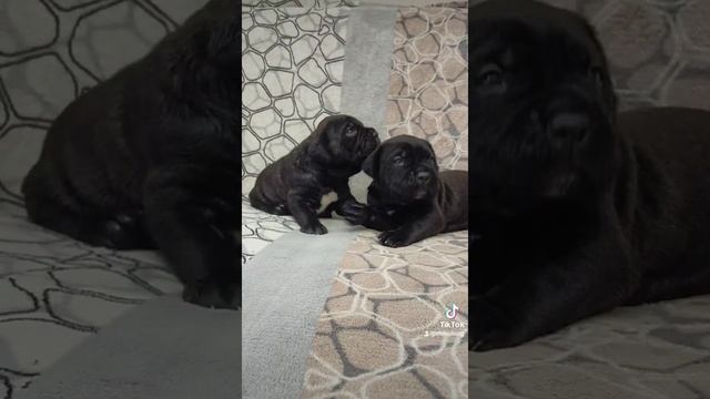 щенки Кане-корсо смотреть онлайн