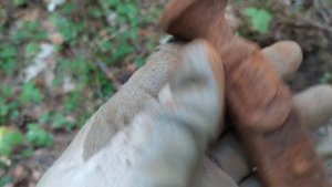 Нашел старинные часы на лесной дороге. Коп по войне. Коп по старине.