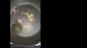 мясо черепахи