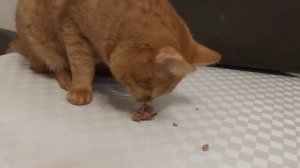 Классное видео о рыжем коте.