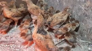 Цыплята Кучинские разных возрастов