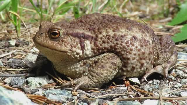 Эти Животные Предчувствуют Катаклизмы. Их Реакция На Стихийные Бедствия смотреть онлайн