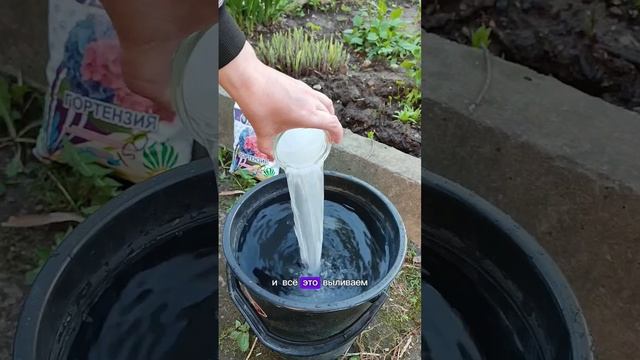 Весенняя подкормка гортензии 🌱..