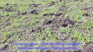 Как увеличить дождевых червей в поле или на участке