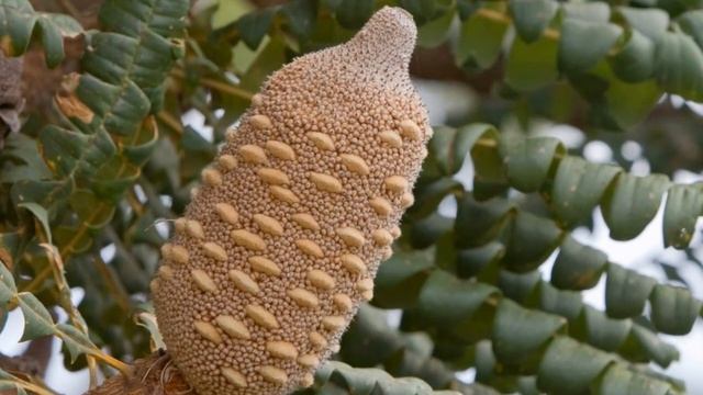 Вот Почему Эти Шишки Можно Считать Самыми Невероятными смотреть онлайн