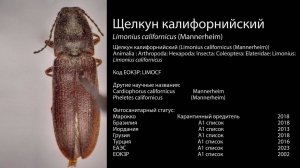 Калифорнийский щелкун Limonius californicus (Mannerheim)