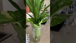 Breakfast in Leopard Beach Resort and Spa, Kenya, Diani beach , 2024