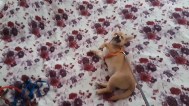 ВСЯ ЖИЗНЬ-ЭТО БАКС,КОРМЛЕНИЕ,ВЫГУЛ. смотреть онлайн