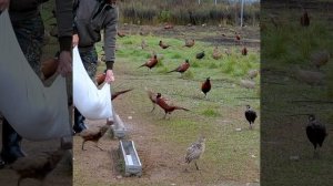 Кормление фазанов