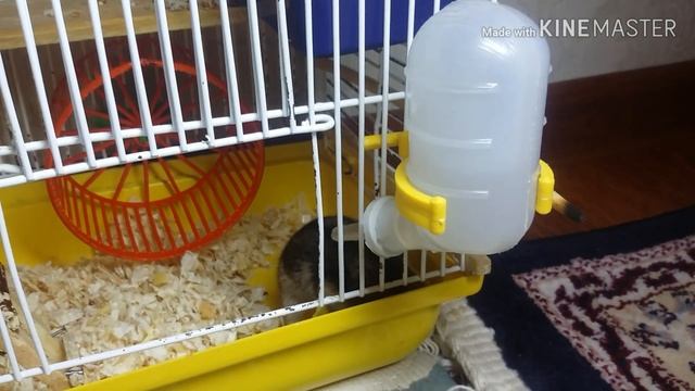 Хомячки поменялись домами/РУМ ТУР по клетке хомяка/🌹Весёлые Сестрички🌹