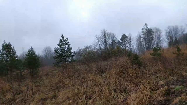 Кабаны помогли с находками. Жилой хутор в лесу. смотреть онлайн