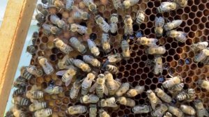 Работа с шестирамочником # отбираю и мечу зимовалых маток