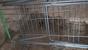 Поставил капкан на зверя, начал делать отвал.