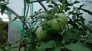 Сорт томата Big Golden Delicious (Большой золотой вкусный). 👍🍅4.09.2023.