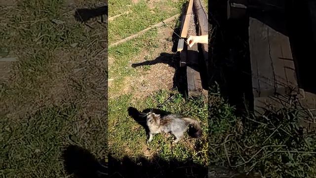 Поиграй со мной
