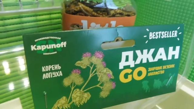 #КОНСЕРВИРОВАННЫЕЧЕРВЯКИ#ONTO#ХОМЯК НАОМИ БЭБИ НАЙС = НЮША ДР 5 МЕС #МАРИМИСТИКПИТОМНИК#ГРЫЗУНЫ