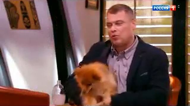 Две собаки смотреть онлайн