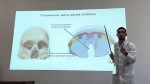 АНАТОМИЯ ЛОБНОЙ КОСТИ, СТРОЕНИЕ ЛОБНОЙ КОСТИ, ЛОБНАЯ КОСТЬ