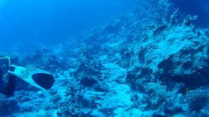Дайвинг в Красном море \ Diving in the Red Sea