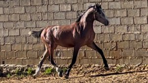 TRAVIESO (ОЗОРНОЙ)