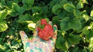 ЧАМОРА ТУРУСИ. Поздний сорт клубники с гигантской ягодой.