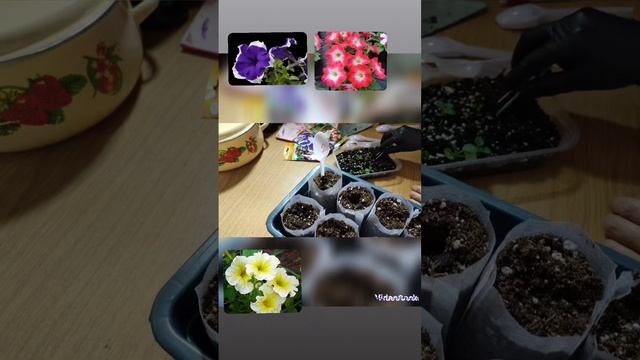 Петунии. Пересадка первая.