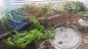 Как ухаживать за ящерицами