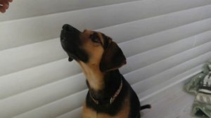 Дрессируем Купу