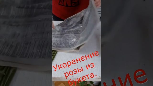 Укоренение розы из букета