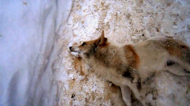 В Молдове власти законно ликвидируют бродячих псов изониазидом смотреть онлайн